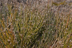 Jacksonia stackhousei