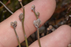 Jacksonia stackhousei