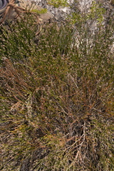 Jacksonia stackhousei