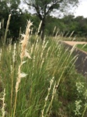 Bothriochloa torreyana