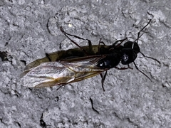 Camponotus modoc