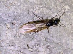 Camponotus modoc