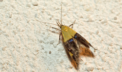 Oecophora bractella