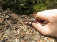 Sceloporus formosus
