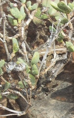 Leipoldtia schultzei