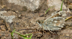 Muschampia floccifera