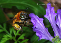 Anthophora deserticola