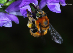 Anthophora deserticola