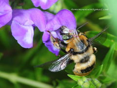 Anthophora deserticola