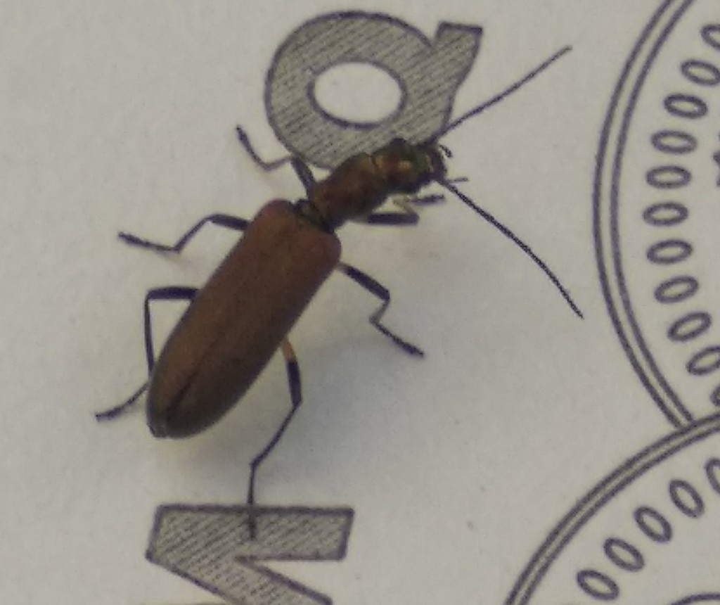 Chrysanthia hamata