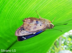 Polygonus leo arizonensis