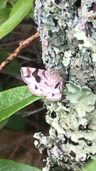 Pangrapta decoralis