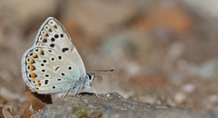 Polyommatus escheri dalmaticus