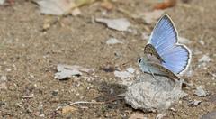 Polyommatus escheri dalmaticus