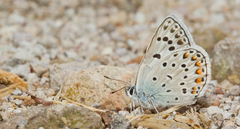 Polyommatus escheri dalmaticus