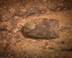 Thyromorpha stibaropis