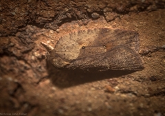Thyromorpha stibaropis