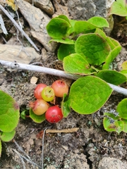 Vaccinium praestans