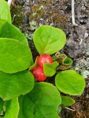 Vaccinium praestans