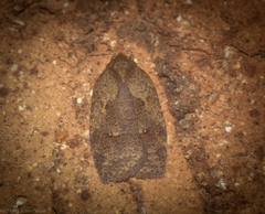 Thyromorpha stibaropis