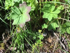 Alchemilla glabra