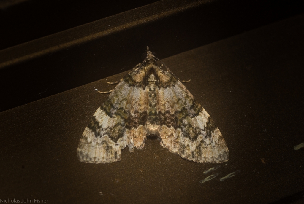 Heterochasta lasioplaca