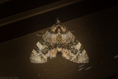 Heterochasta lasioplaca