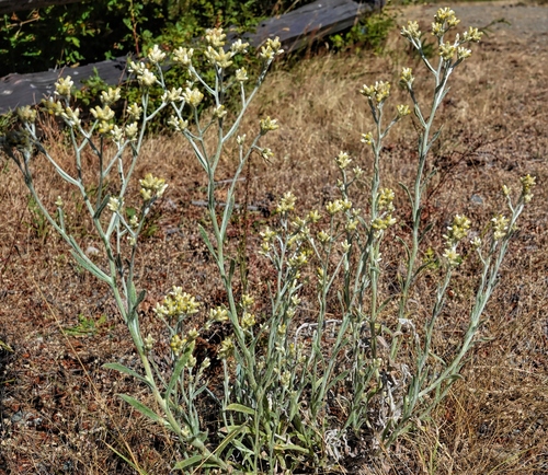 Pseudognaphalium thermale