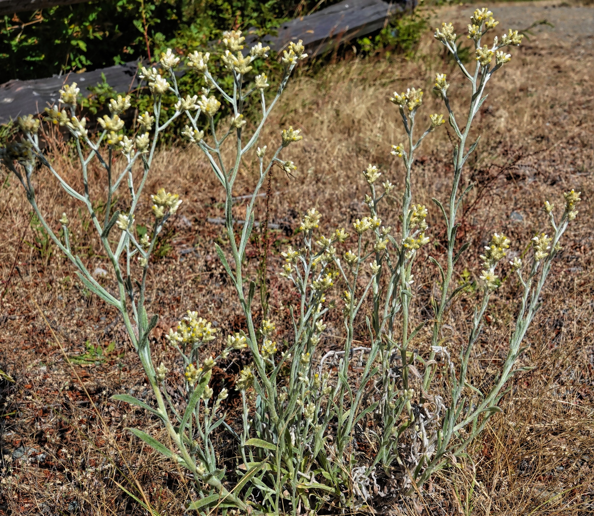 Pseudognaphalium thermale