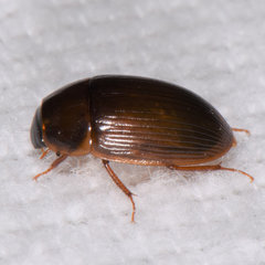 Cymbiodyta bifidus
