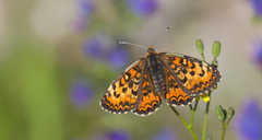 Melitaea trivia