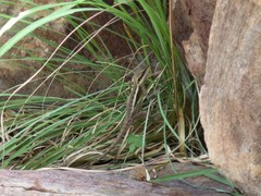 Lophognathus gilberti