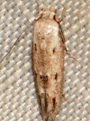 Mompha brevivittella