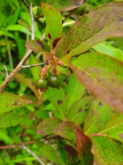 Vaccinium smallii