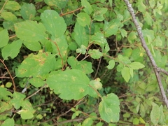 Spiraea media