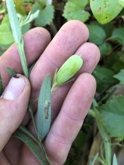Crotalaria sagittalis