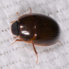 Cymbiodyta bifidus