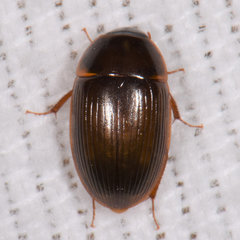 Cymbiodyta bifidus