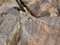 Lophognathus gilberti