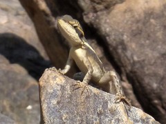 Lophognathus gilberti