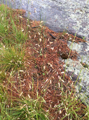 Avenella flexuosa flexuosa