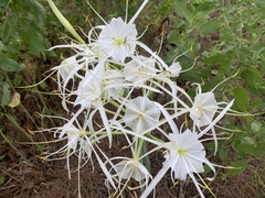 Hymenocallis occidentalis eulae