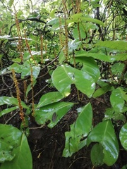Coccoloba floribunda