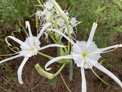 Hymenocallis occidentalis eulae