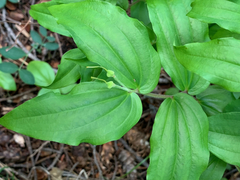Prosartes trachycarpa