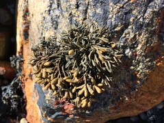 Pelvetia canaliculata
