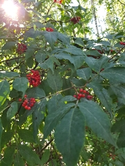 Sambucus racemosa