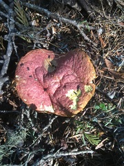 Suillus ochraceoroseus