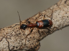 Ophionea indica