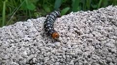 Xanthopastis moctezuma